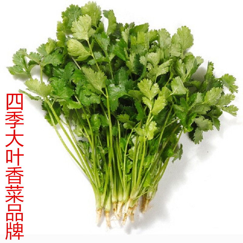 菜種子圖片/菜種子樣板圖 (4)