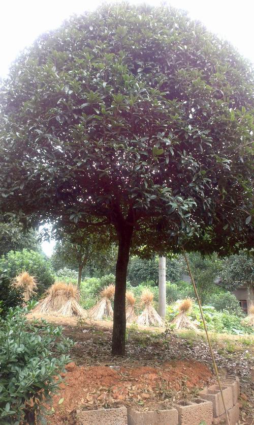 四季桂花苗圖片/四季桂花苗樣板圖 (4)