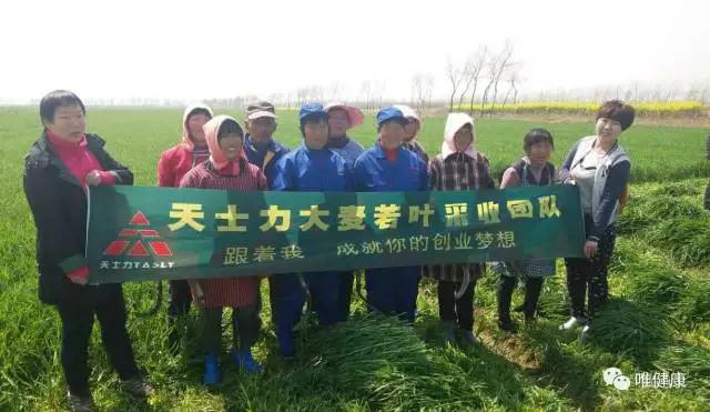 大麥若葉圖片/大麥若葉樣板圖 (4)