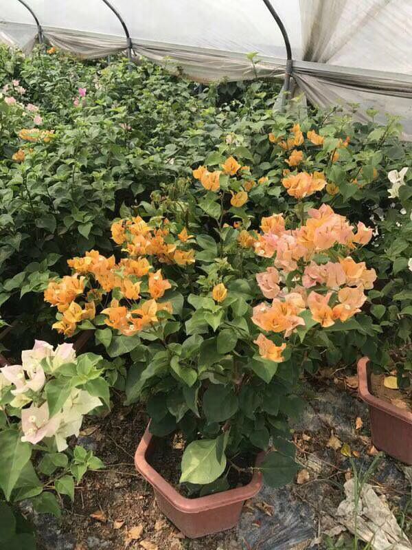 重慶黃花三角梅種植場圖片/重慶黃花三角梅種植場樣板圖 (1)