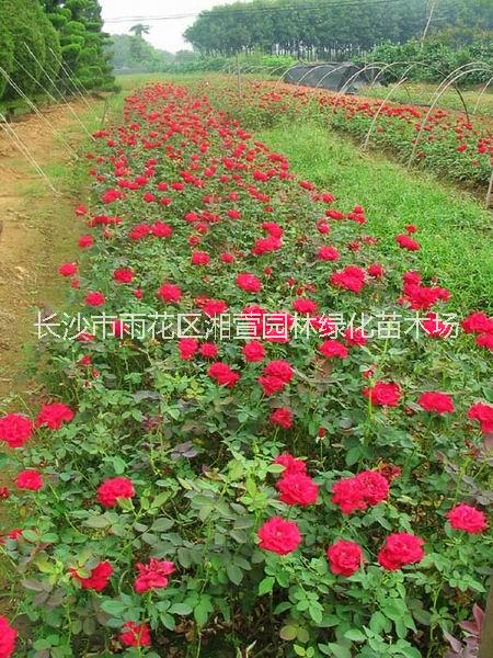 月季圖片/月季樣板圖 (3)