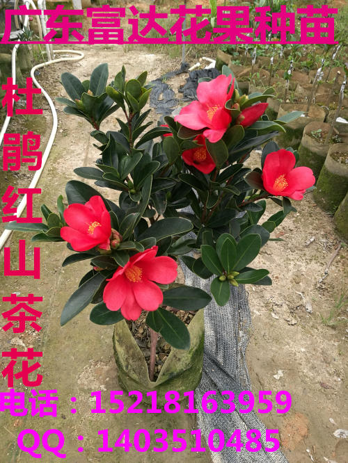 杜鵑紅山茶圖片/杜鵑紅山茶樣板圖 (1)