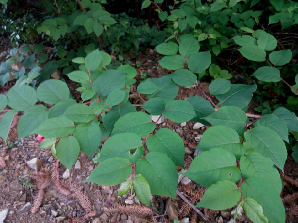 白藜蘆醇圖片/白藜蘆醇樣板圖 (4)