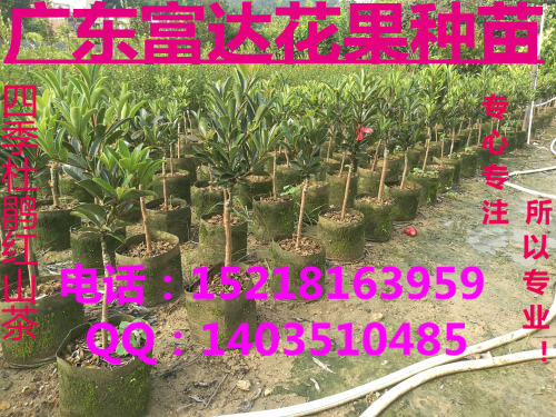 杜鵑紅山茶圖片/杜鵑紅山茶樣板圖 (4)