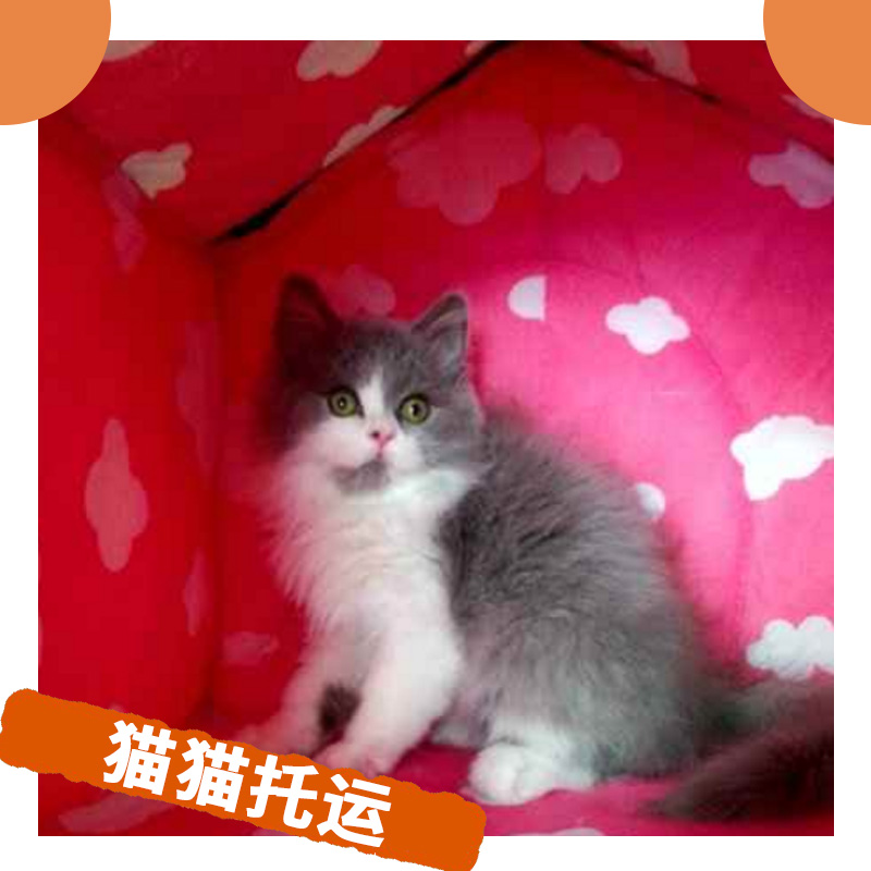 貓貓托運圖片/貓貓托運樣板圖 (1)