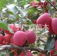 雞心果苗圖片/雞心果苗樣板圖 (2)