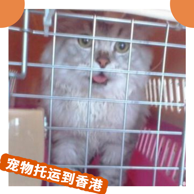 寵物托運圖片/寵物托運樣板圖 (4)