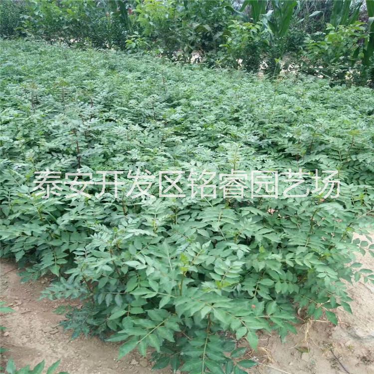 现货供应花椒苗 山东1公分花椒苗价格 泰安大红袍花椒苗批发