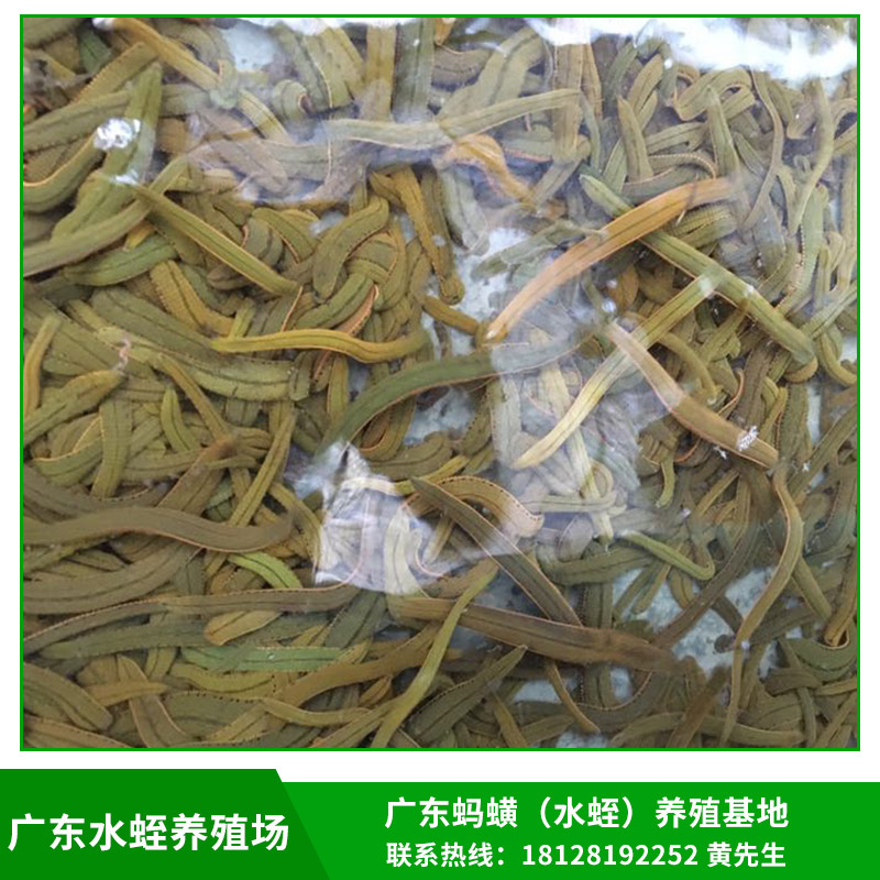 水蛭養(yǎng)殖場圖片/水蛭養(yǎng)殖場樣板圖 (3)
