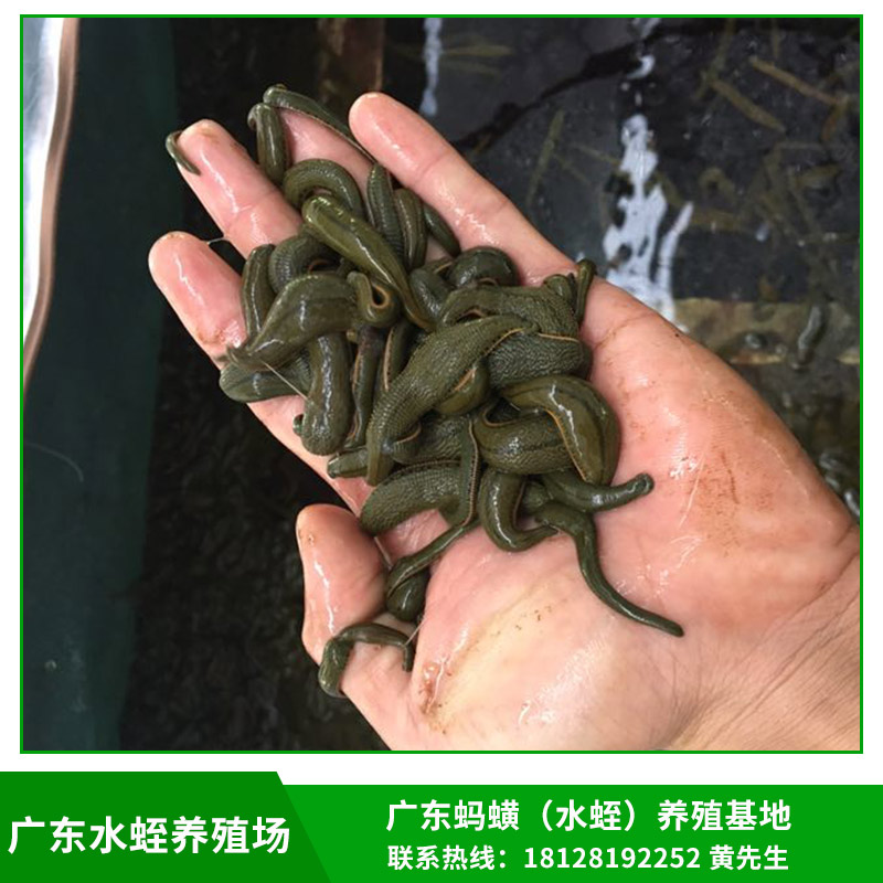 廣東水蛭養(yǎng)殖場圖片