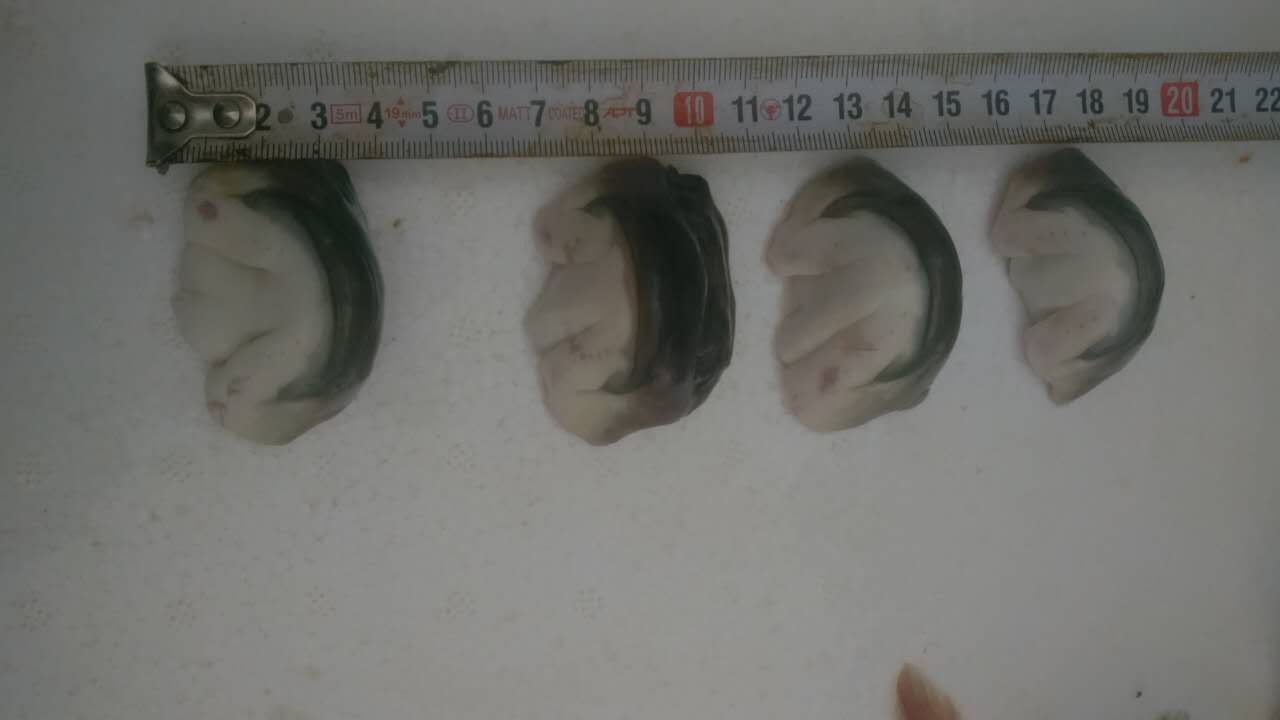 酒店食材魚嘴巴魚嘴唇訂購加工新鮮圖片/酒店食材魚嘴巴魚嘴唇訂購加工新鮮樣板圖 (3)