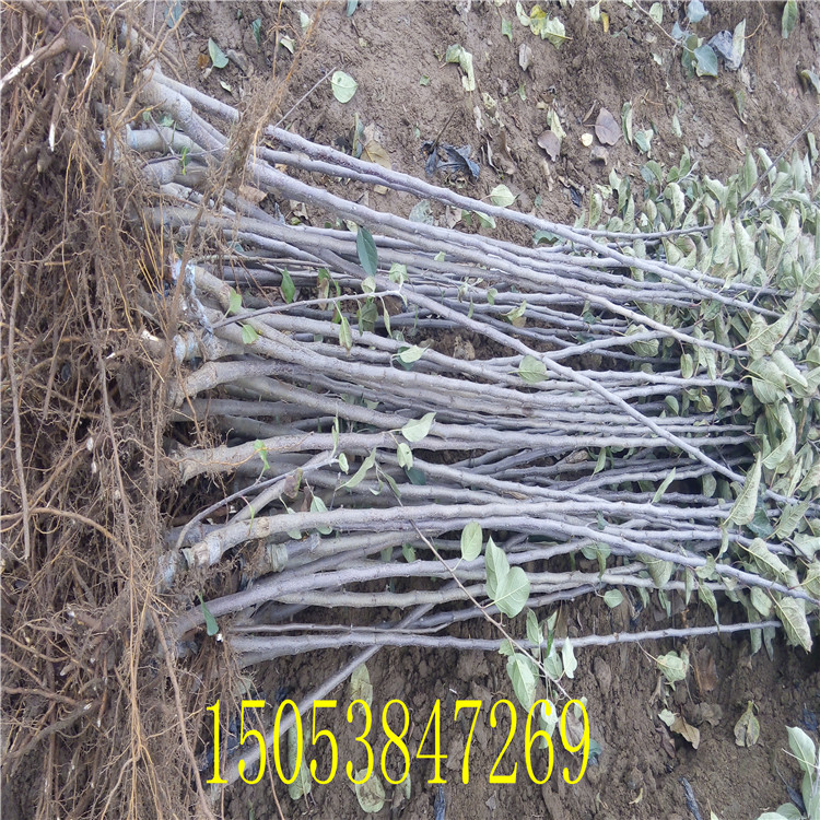 蘋果苗 山東1公分2公分3公分蘋果樹苗價(jià)格 3公分蘋果樹產(chǎn)地