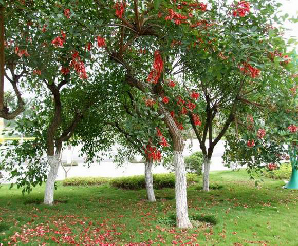 茶花道林苗木、湖南茶花、茶花种植技术图片