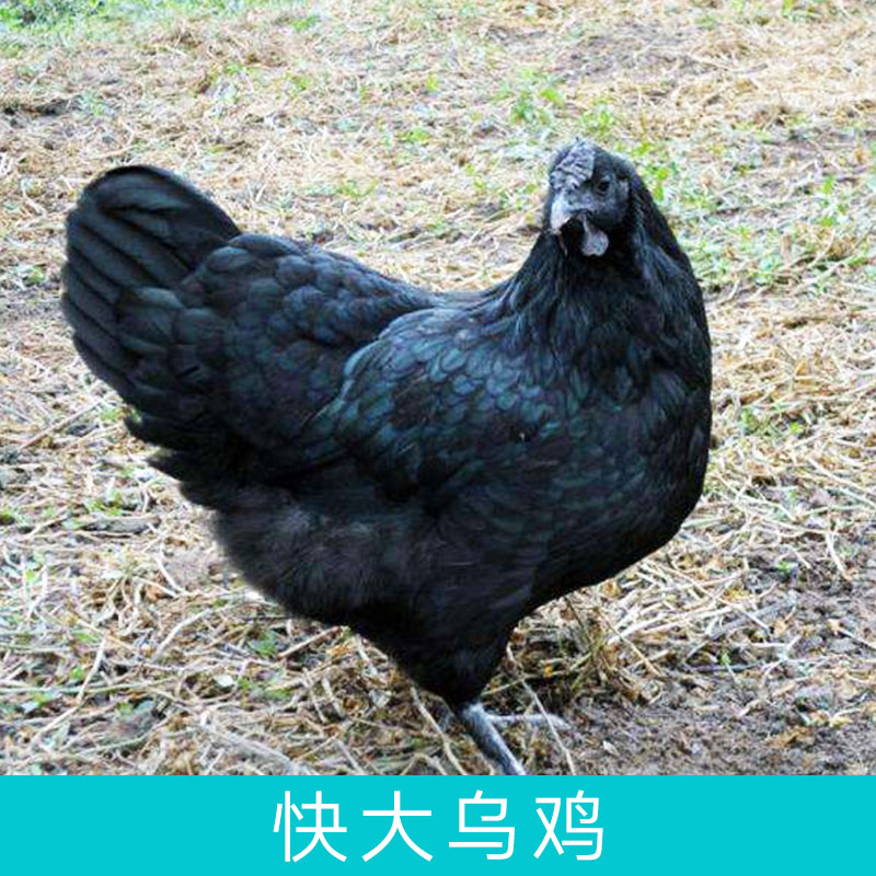 烏雞圖片/烏雞樣板圖 (4)