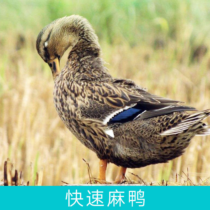 快速麻鴨圖片/快速麻鴨樣板圖 (3)