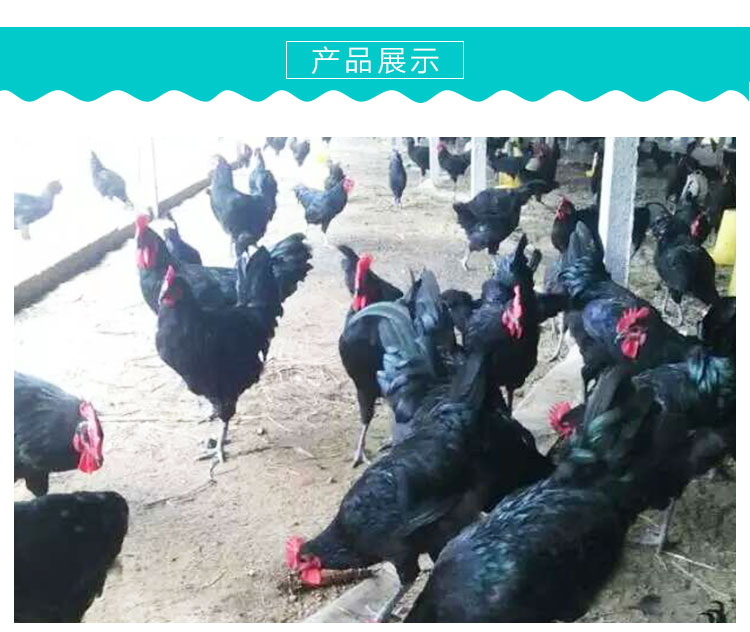 供應高產綠殼蛋雞苗成活率高數量多可以專車送貨贈送養(yǎng)殖技術