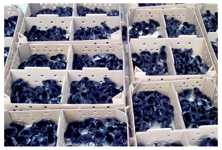 高產(chǎn)綠殼蛋雞苗圖片/高產(chǎn)綠殼蛋雞苗樣板圖 (2)