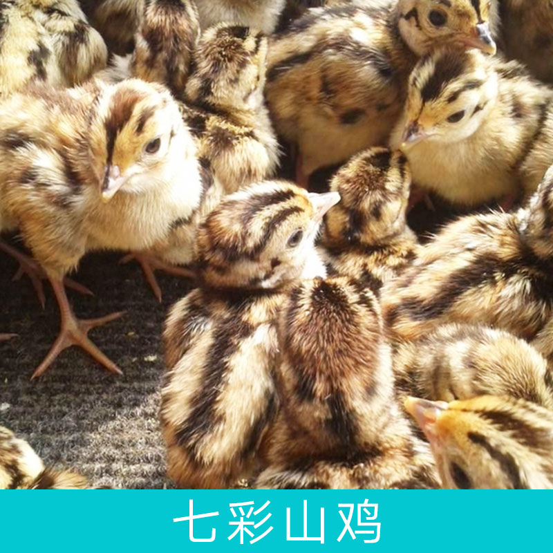 七彩山雞圖片/七彩山雞樣板圖 (1)