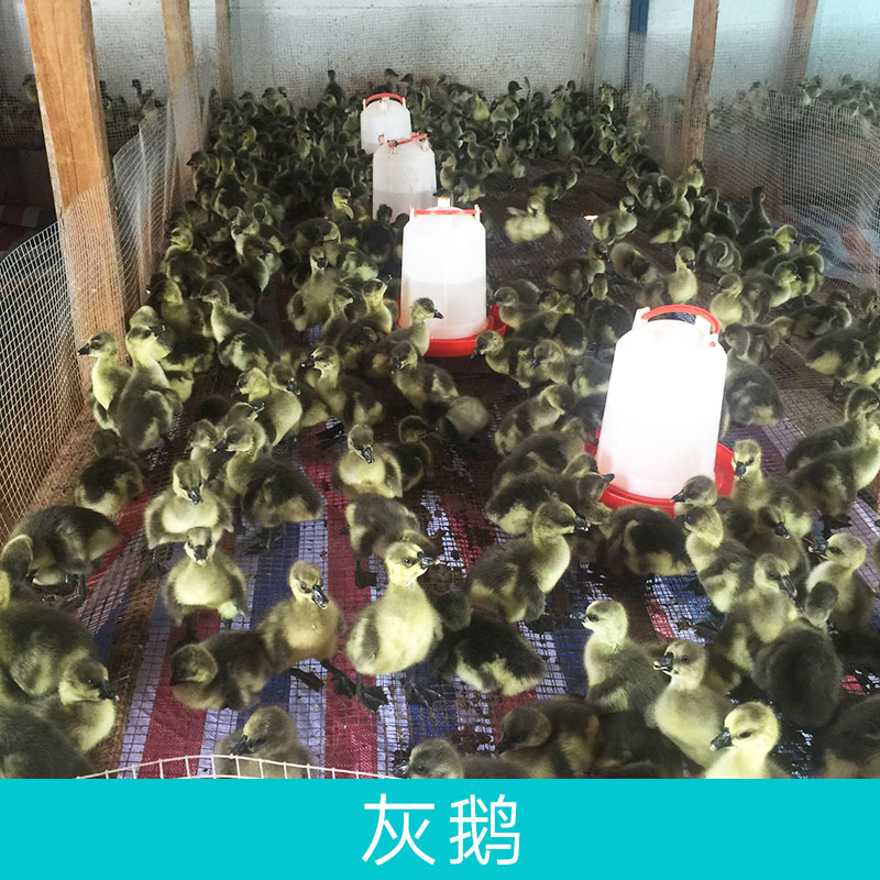 灰鵝圖片/灰鵝樣板圖 (4)