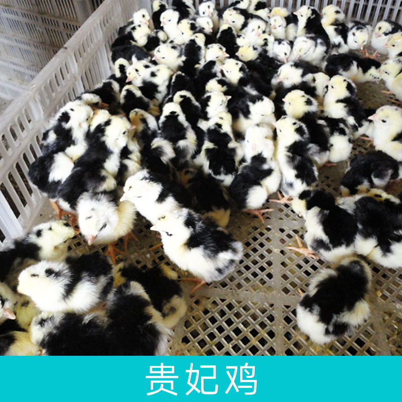 湖南貴妃雞圖片/湖南貴妃雞樣板圖 (4)