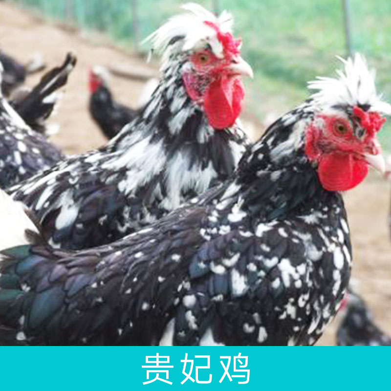 湖南貴妃雞圖片/湖南貴妃雞樣板圖 (2)