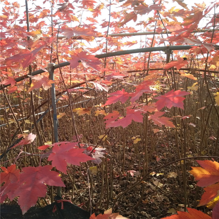 美國紅楓樹 山東1公分2公分3公分美國紅楓樹苗 當年秋火焰紅楓小苗多少錢一棵