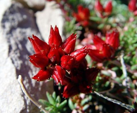 紅景天提取物圖片/紅景天提取物樣板圖 (3)