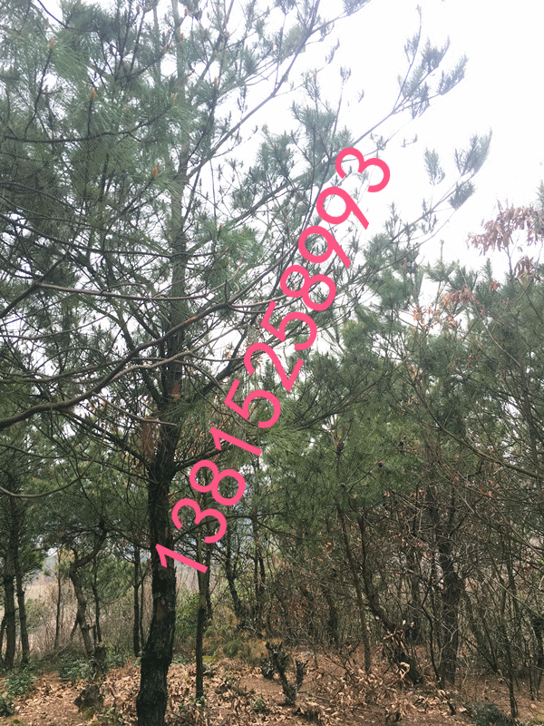 蘇州庭院綠化圖片/蘇州庭院綠化樣板圖 (3)