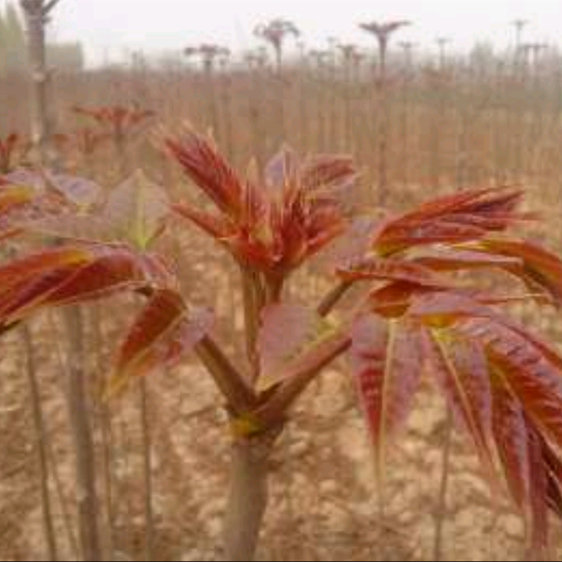 大棚香椿苗 香椿芽批发预售 现货1-2年生香椿树苗量大出售 大型香椿苗繁育基地