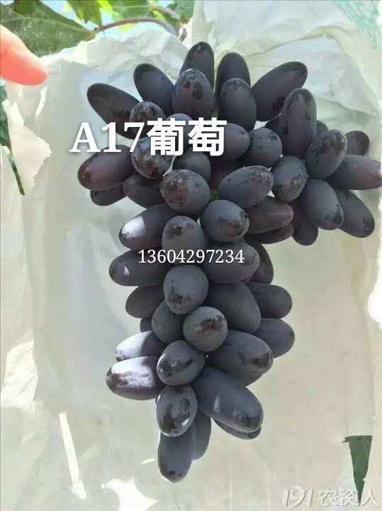優(yōu)質(zhì)葡萄苗木供應商 A17葡萄報價 葡萄苗遼寧供應商