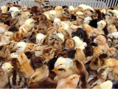 淮南王雞苗圖片/淮南王雞苗樣板圖 (2)