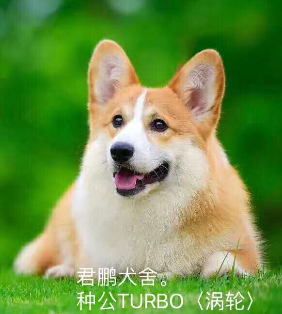 美國超級登錄撲 克后代 渦輪 對外借配！