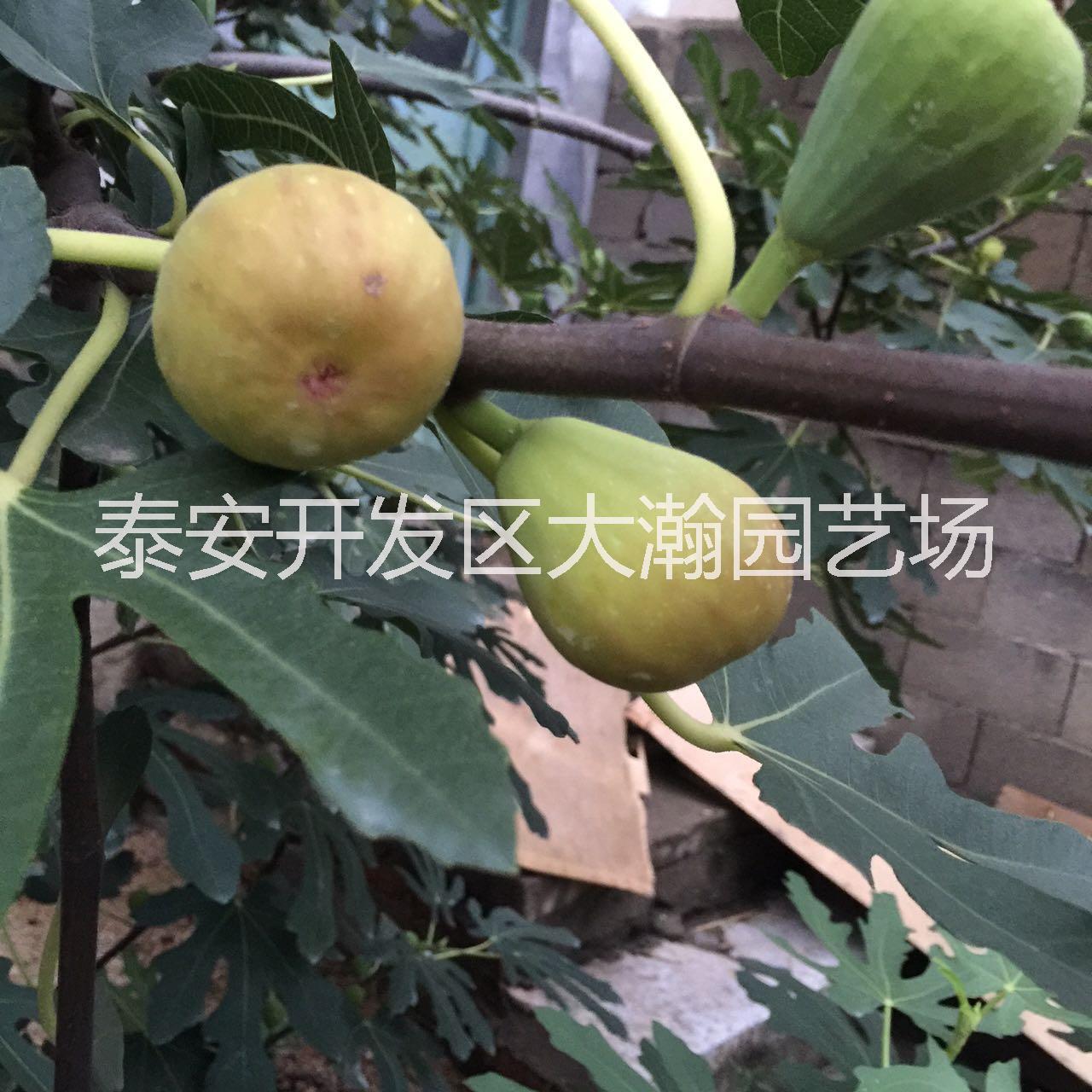 花果苗圖片/花果苗樣板圖 (1)