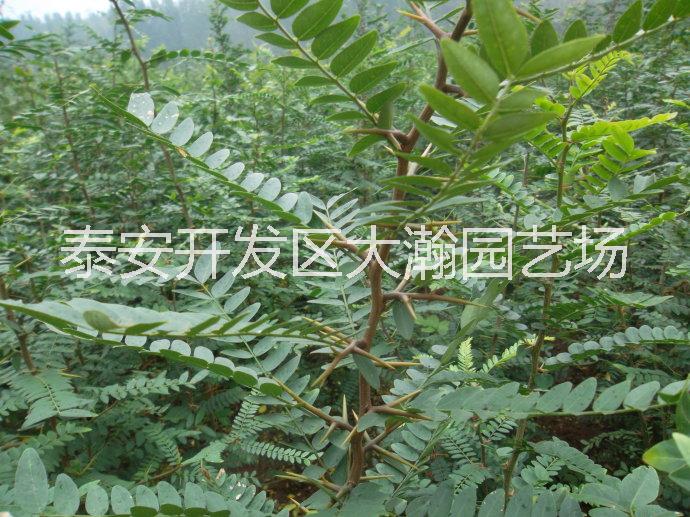 皂角樹(shù)苗圖片/皂角樹(shù)苗樣板圖 (2)