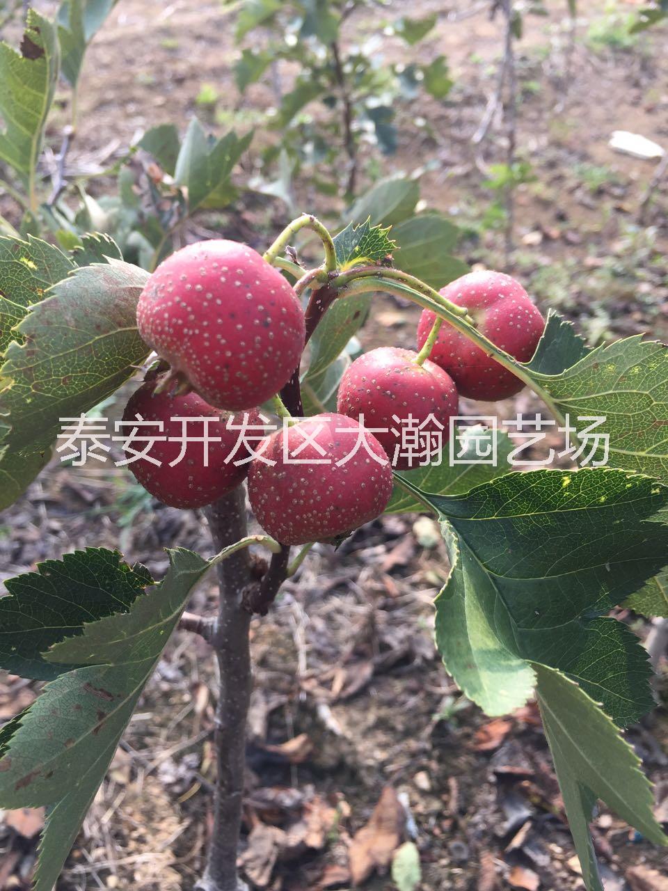 供應(yīng)山東山楂樹苗批發(fā) 甜紅子山楂 大金星山楂價(jià)格