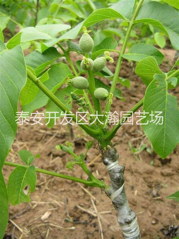 核桃樹(shù)苗圖片/核桃樹(shù)苗樣板圖 (4)