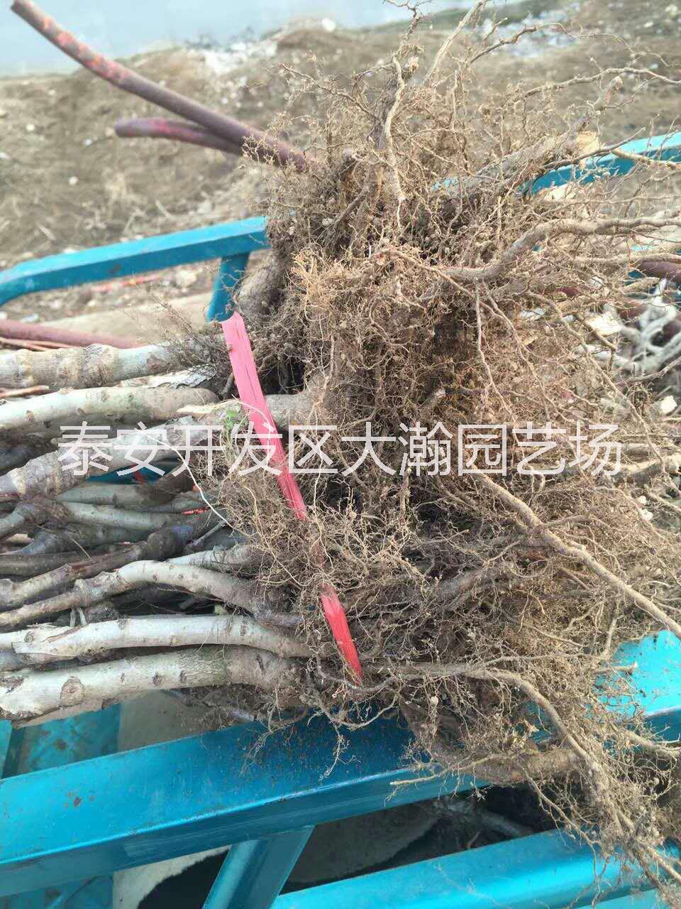 山楂樹苗圖片/山楂樹苗樣板圖 (2)