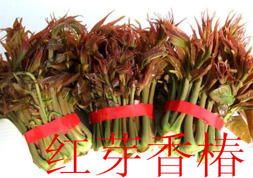 香椿苗圖片/香椿苗樣板圖 (1)
