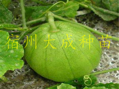 嫁接苗圖片/嫁接苗樣板圖 (4)