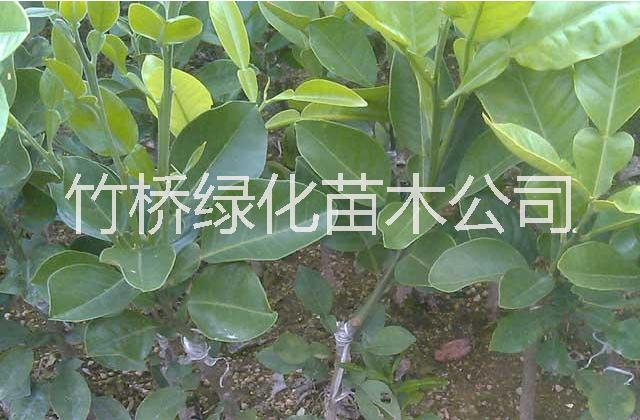 沙田柚苗圖片/沙田柚苗樣板圖 (2)