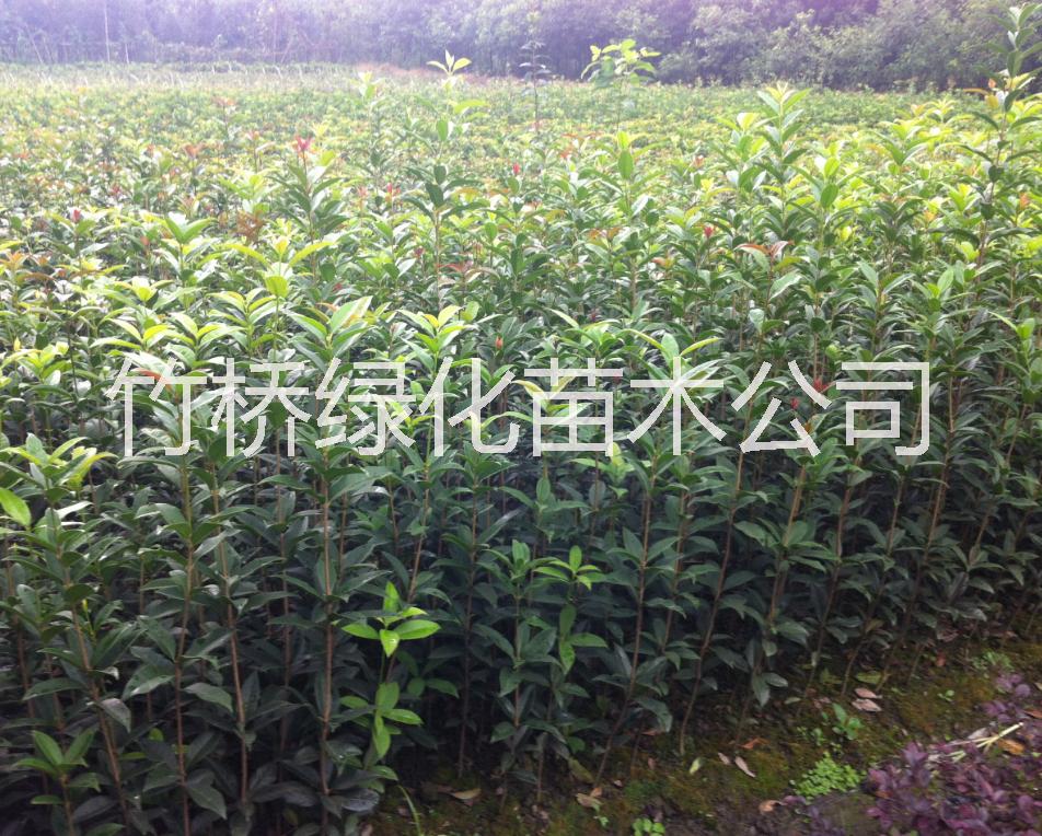 桂花苗圖片/桂花苗樣板圖 (2)