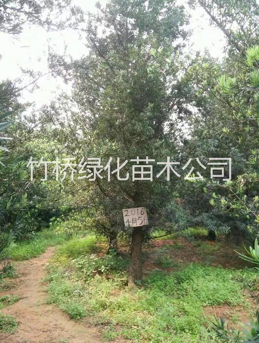 25公分羅漢松  15一20直徑羅漢松價(jià)格 廣西羅漢松基地