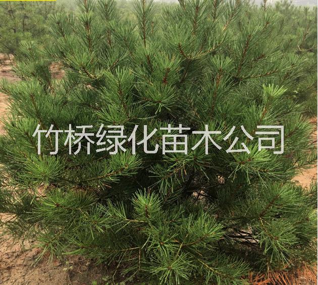 5公分羅漢松圖片/5公分羅漢松樣板圖 (3)
