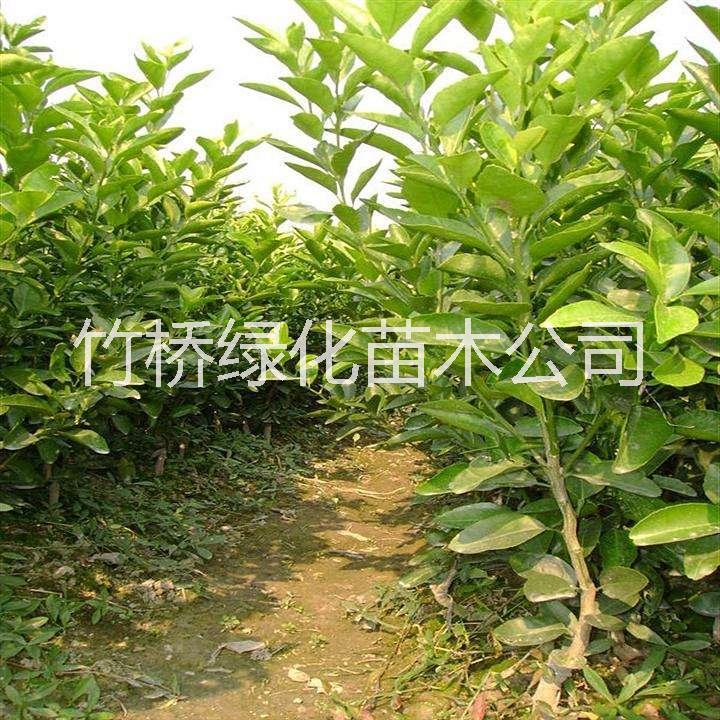 砂糖橘圖片/砂糖橘樣板圖 (2)