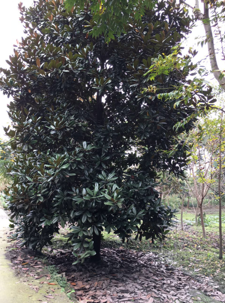 廣玉蘭圖片/廣玉蘭樣板圖 (3)