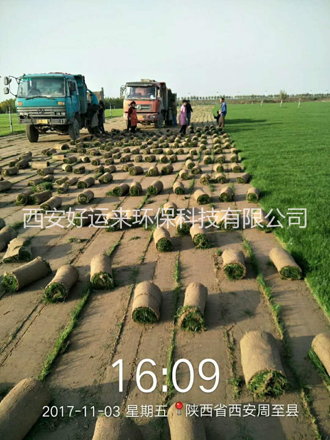 草皮草坪圖片/草皮草坪樣板圖 (1)