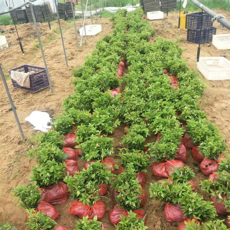 美早櫻桃苗圖片/美早櫻桃苗樣板圖 (2)