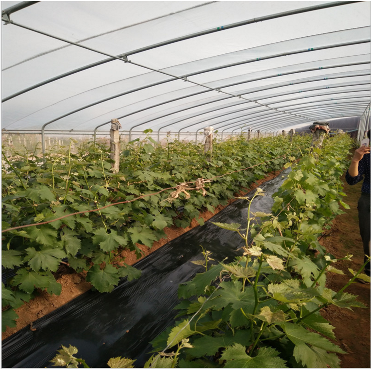 葡萄苗圖片/葡萄苗樣板圖 (4)