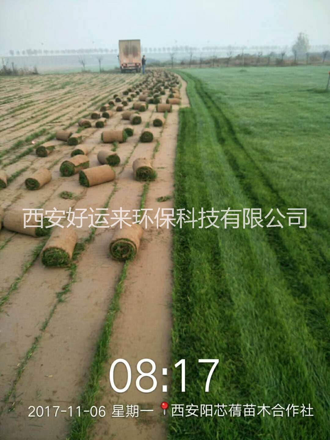 專業(yè)供應(yīng)綠化草坪草花水草量大從優(yōu)圖片/專業(yè)供應(yīng)綠化草坪草花水草量大從優(yōu)樣板圖 (4)