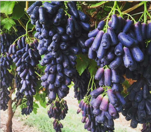 葡萄苗圖片/葡萄苗樣板圖 (2)